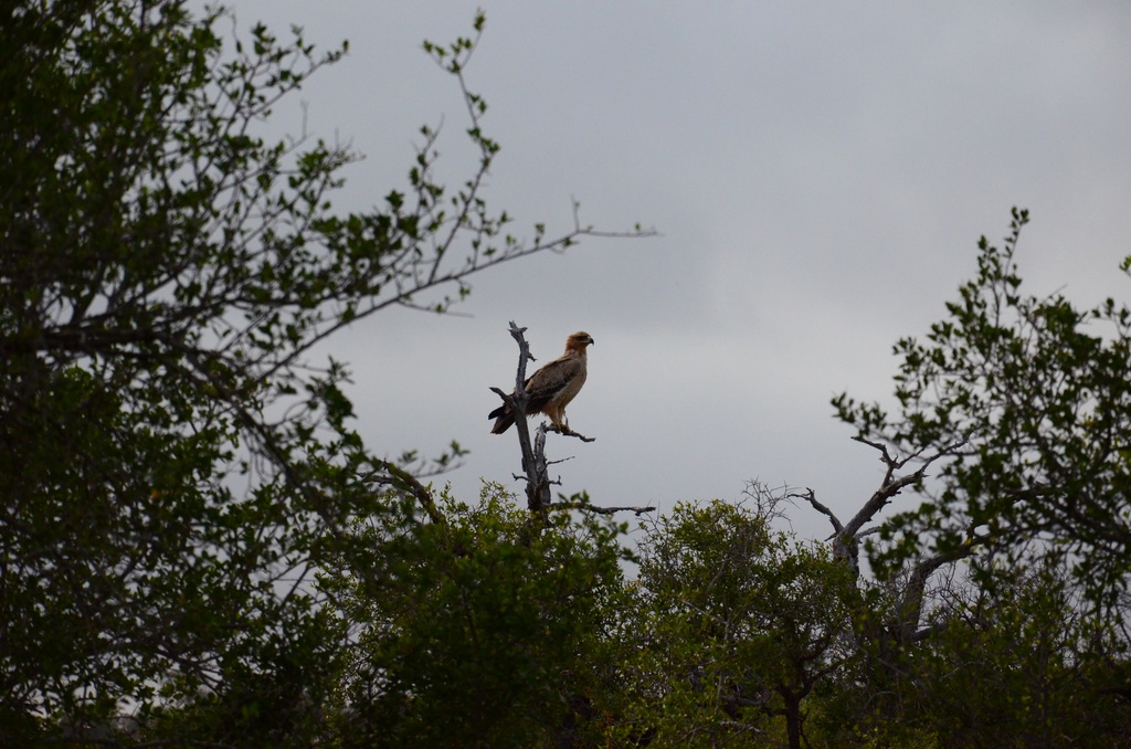 2015-05 South Africa/iMfolozi/DSC_0183.JPG